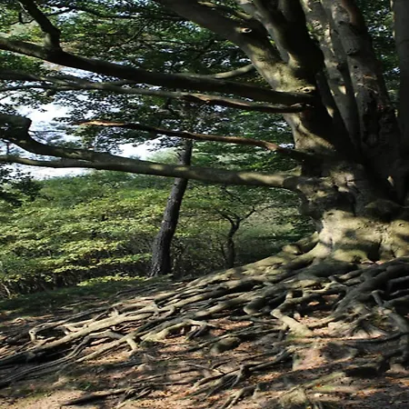 度假居 In Veluwe With Veranda *