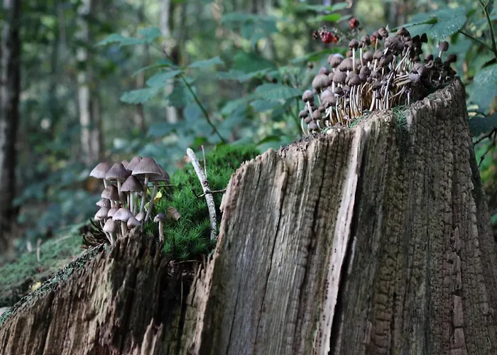 In Veluwe With Veranda