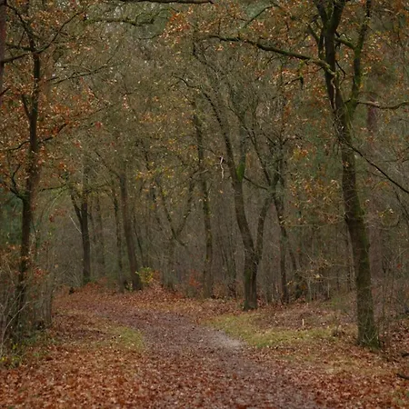 In Veluwe With Veranda بيت للعطل فورتهاوزن